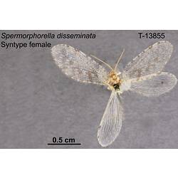 Lacewing specimen, female, ventral view.