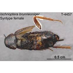 Cockroach specimen, female, dorsal view.