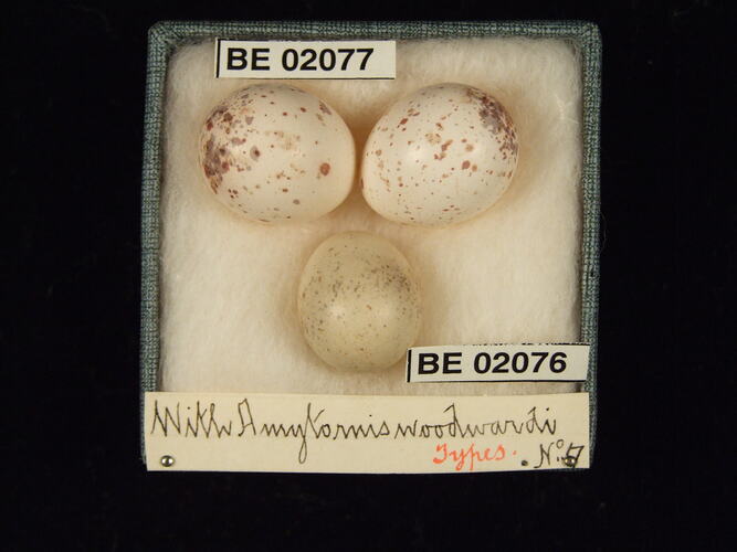 Three bird eggs with specimen labels in box.