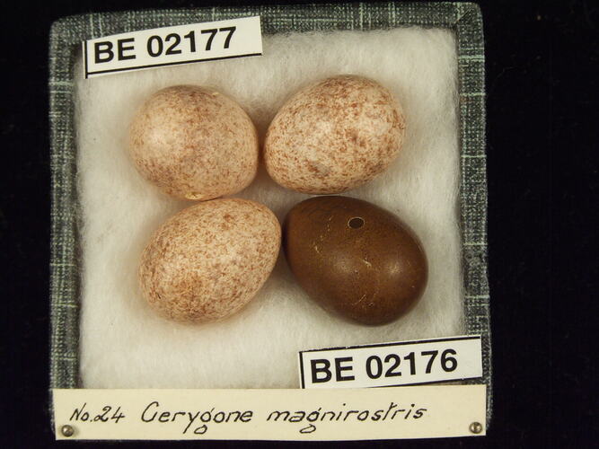 Four bird eggs with specimen labels in box.