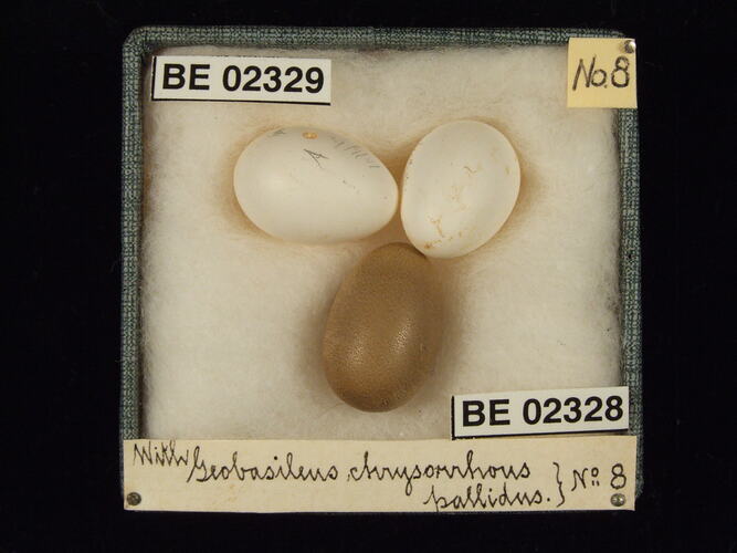 Three bird eggs with specimen labels in box.