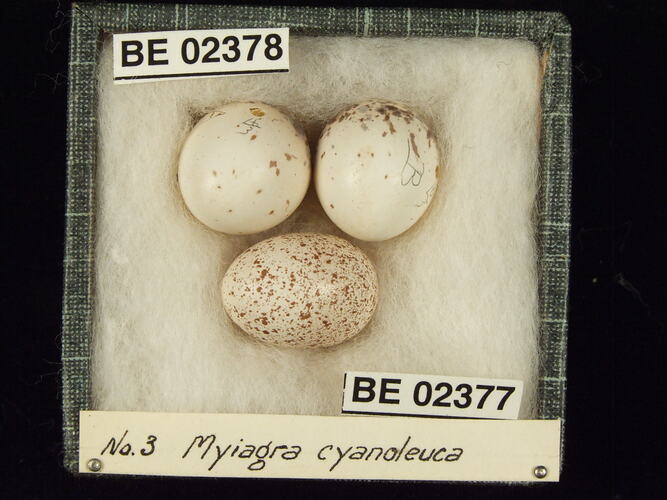 Three bird eggs with specimen labels in box.