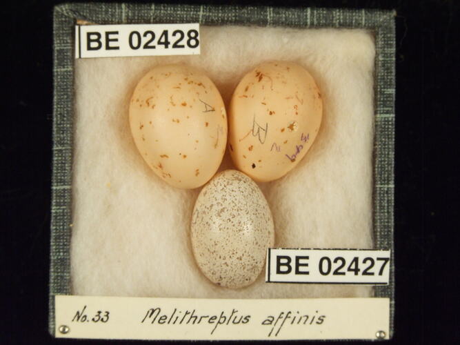 Three bird eggs with specimen labels in box.