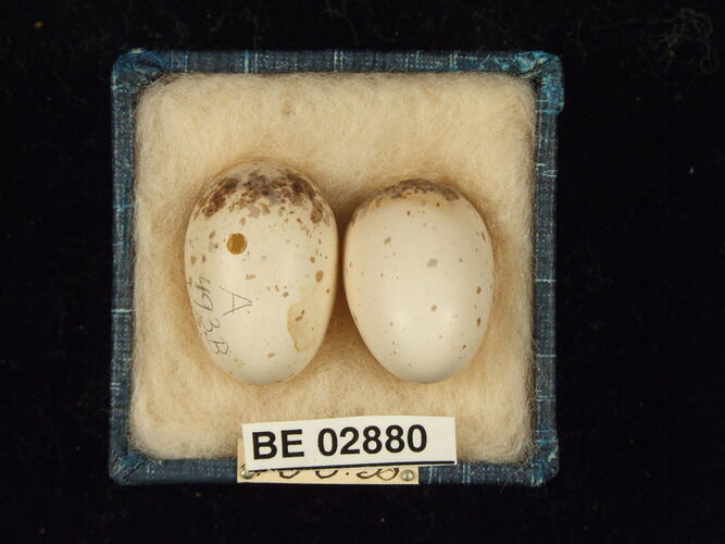 Two bird eggs with specimen label in box.