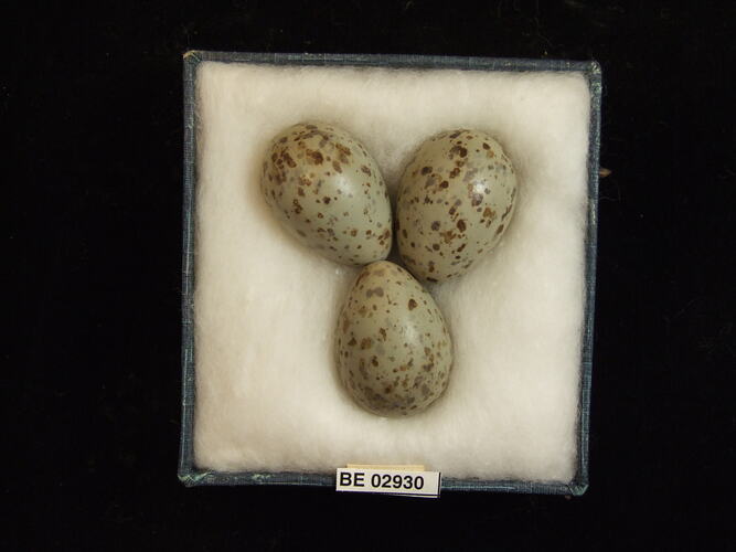 Three bird eggs with specimen label in box.