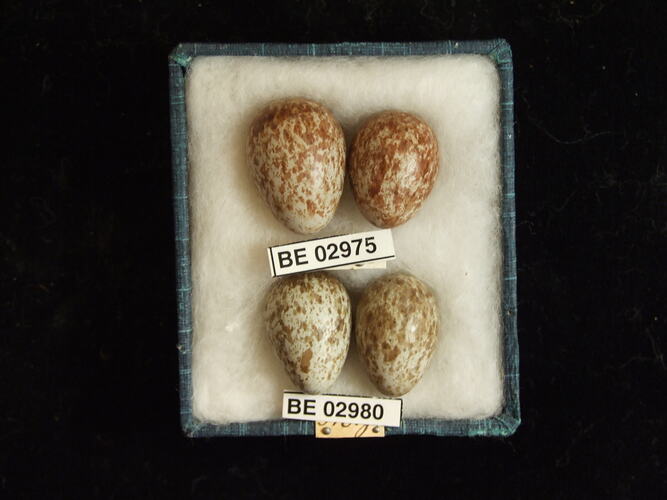 Four bird eggs with specimen labels in box.
