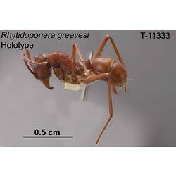Ant specimen, lateral view.