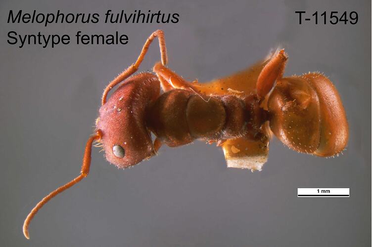 Ant specimen, female, dorsal view.