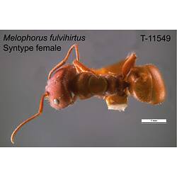 Ant specimen, female, dorsal view.