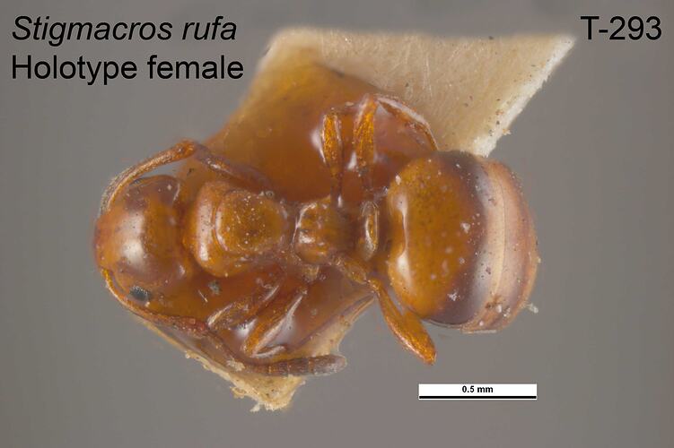 Ant specimen, female, dorsal view.