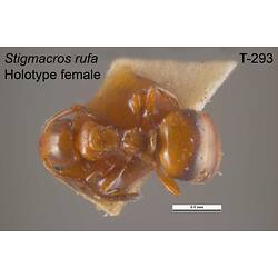 Ant specimen, female, dorsal view.