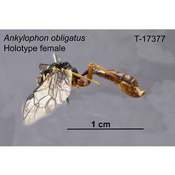 Ichneumon wasp specimen, female, lateral view.