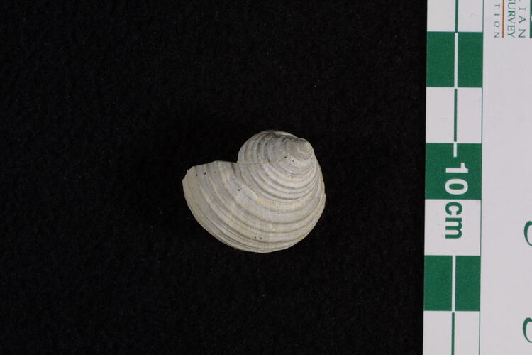 <em>Australonema australis</em>, fossil gastropod.  Registration no. P 44072.