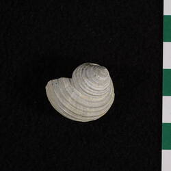 <em>Australonema australis</em>, fossil gastropod.  Registration no. P 44072.