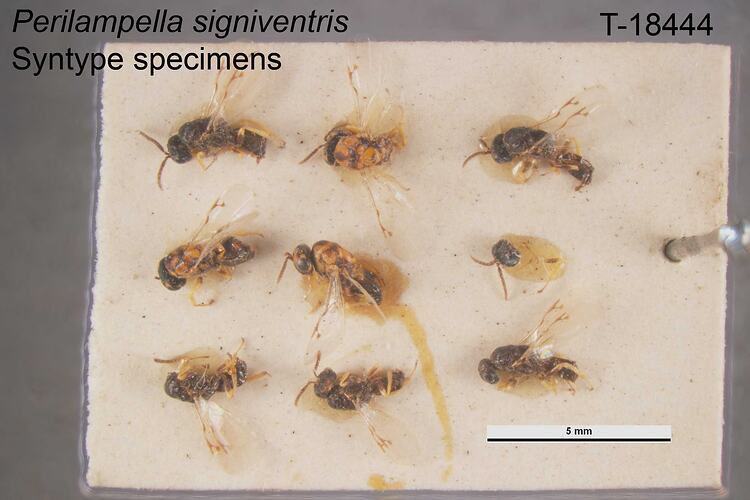 Parasitic wasp specimens stuck to card.
