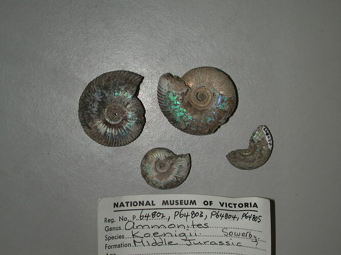 <em>Ammonites koenigii</em>, ammonite.  Registration nos. P 64802 - P 64805.