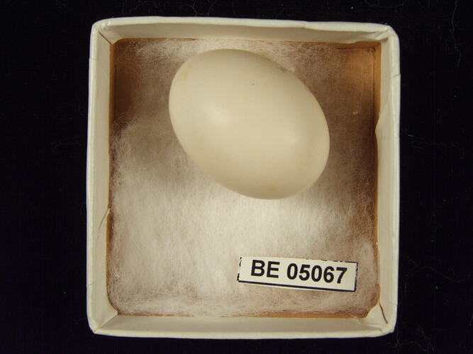 Bird egg with specimen labels in box.