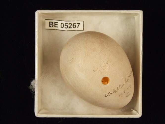 Bird egg with specimen label in box.