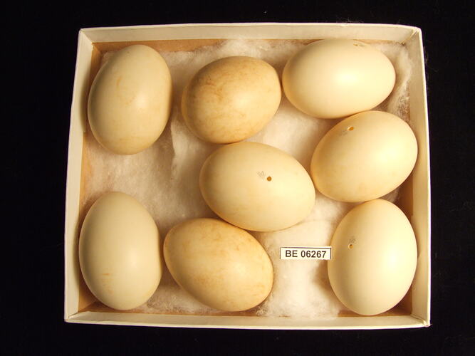 Eight bird eggs with specimen label in box.