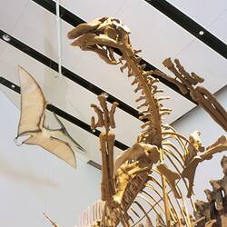 <em>Tsintaosaurus spinorhinus</em>, hadrosaur dinosaur skeleton, cast (front) and <em>Pteranodon</em> pterosaur skeleton, cast (rear). [P 206976 & P 207267]