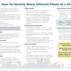 Leaflet - 'How to Identify Water Efficient Plants', City West Water, 1996
