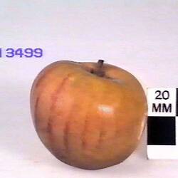 Apple Model - Kew Pippin, Burnley, 1874