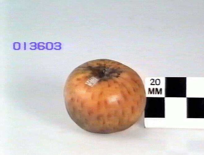 Apple Model, Twenty Ounce