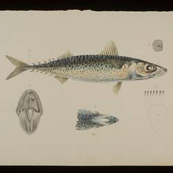 Blue Mackerel, Scomber australasicus. Lithographic proof.