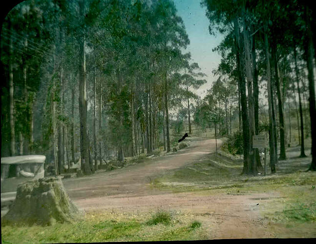 Lantern Slide - Kallista, Victoria, 1936. [BA 1793]