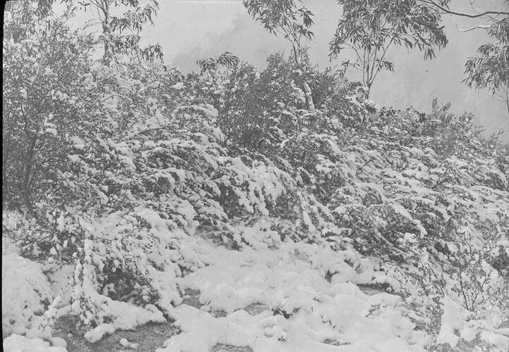 Lantern Slide - Snow on Mt Buffalo, Victoria, 1908. [BA 1938]