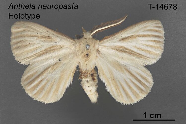 Moth specimen, dorsal view.