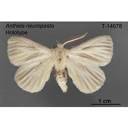 Moth specimen, dorsal view.