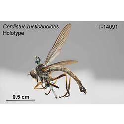 Fly specimen, lateral view.