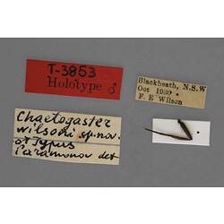 Fly leg on card with specimen labels.