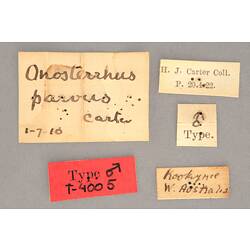 Entomology type specimen labels.