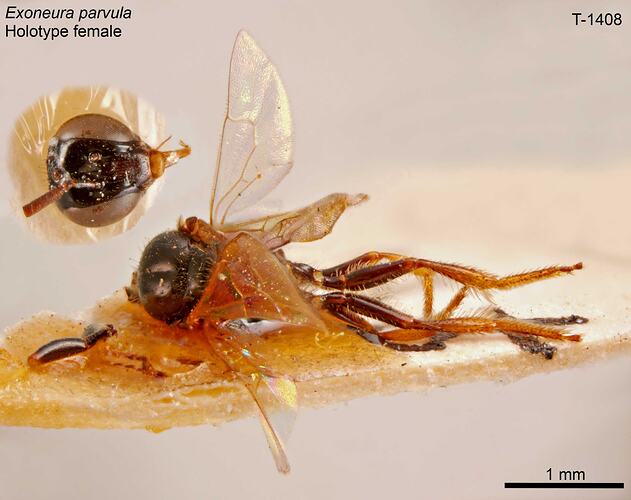 Bee specimen, dorsal view.