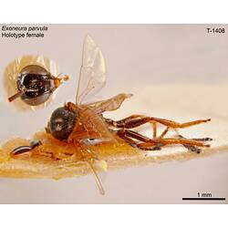 Bee specimen, dorsal view.