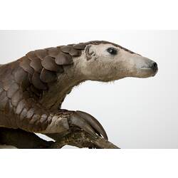 Taxidermied pangolin specimen, detail of head.