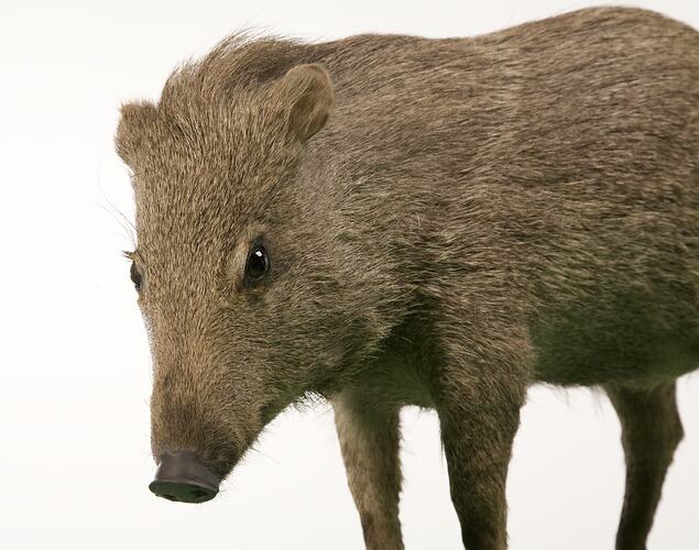 Detail of mounted Peccary specimen's head.