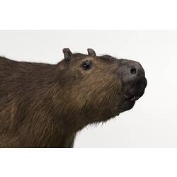 Detail of mounted Capybara specimen's head.