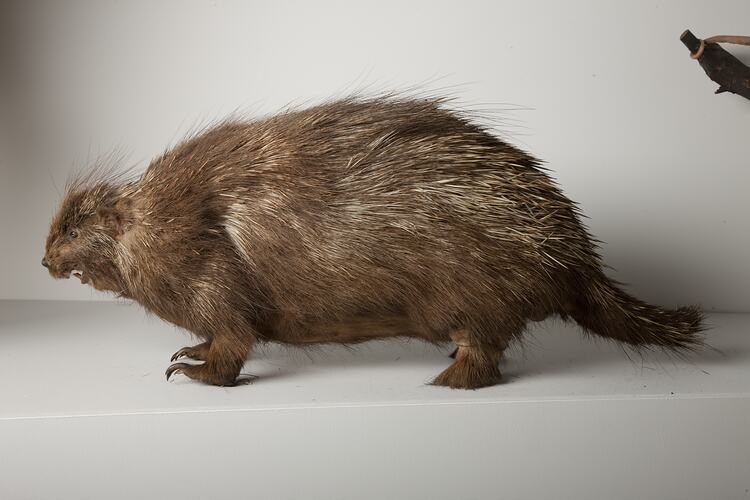 Side view of mounted porcupine specimen.