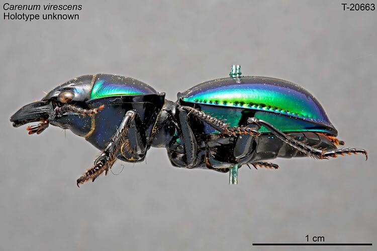 Beetle specimen, lateral view.