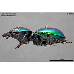 Beetle specimen, lateral view.