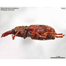 Weevil specimen, lateral view.
