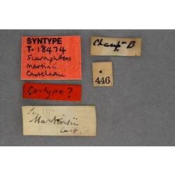 Handwritten specimen labels.