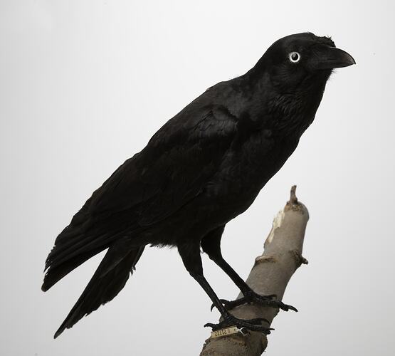 Side view of raven specimen mounted on branch.