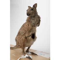 Front side view of mounted wallaby specimen.