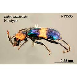 Beetle specimen, lateral view.
