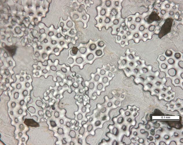 Microscope view of sea cucmber's body wall structure.