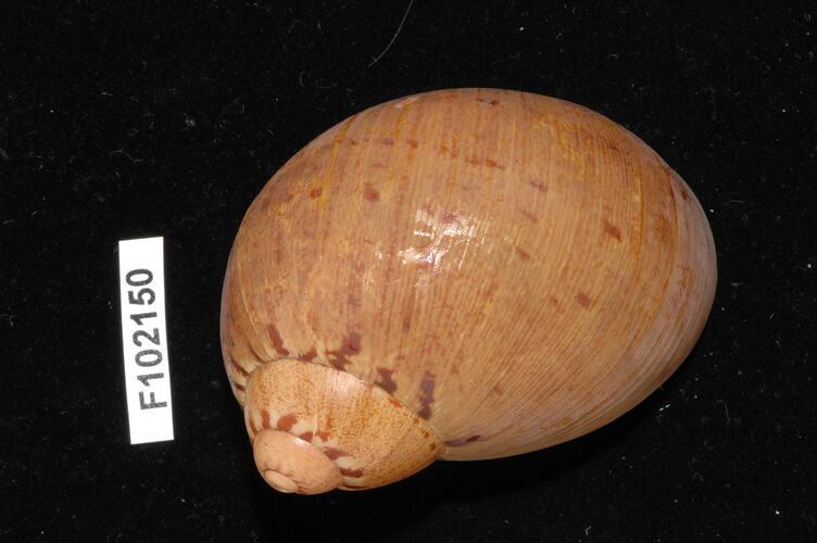 Snail shell and specimen label.